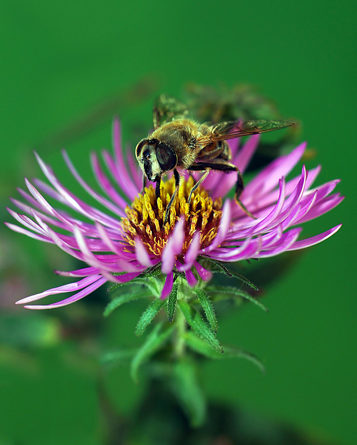 photo "макро муха-журчалка" tags: macro and close-up, nature, insect