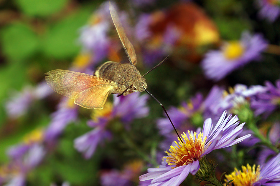 photo "макро бражник полет" tags: macro and close-up, nature, insect