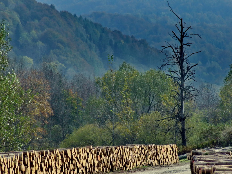 фото "Wood" метки: пейзаж, горы, осень