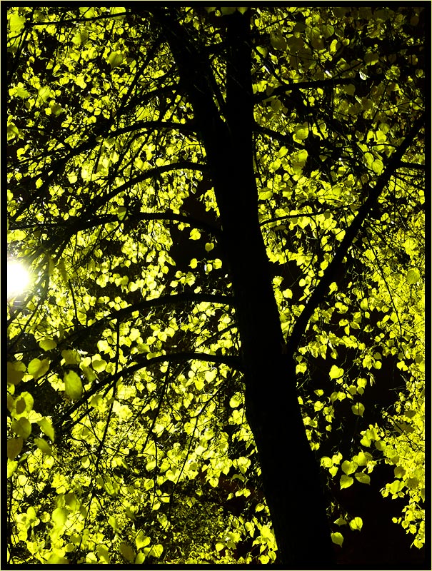 фото "night tree" метки: пейзаж, природа, ночь, цветы