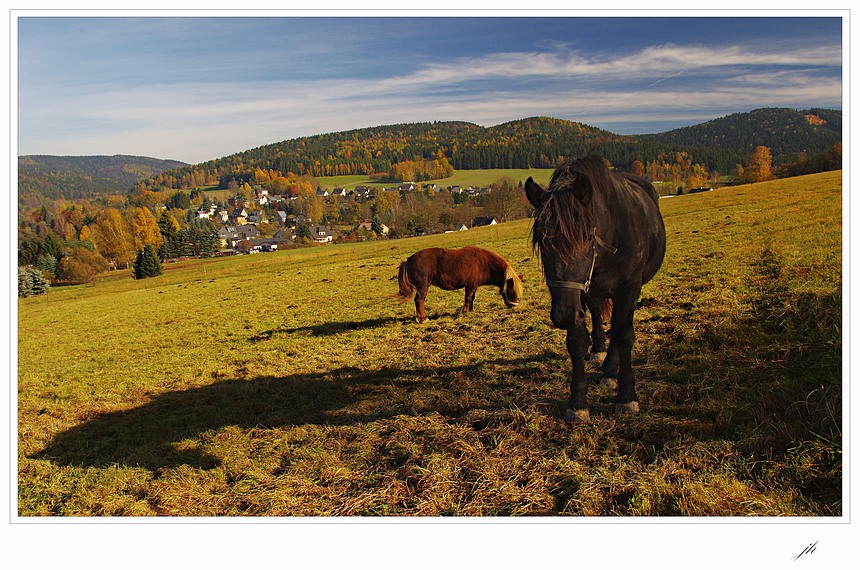 фото "Autumn feast" метки: пейзаж, лес