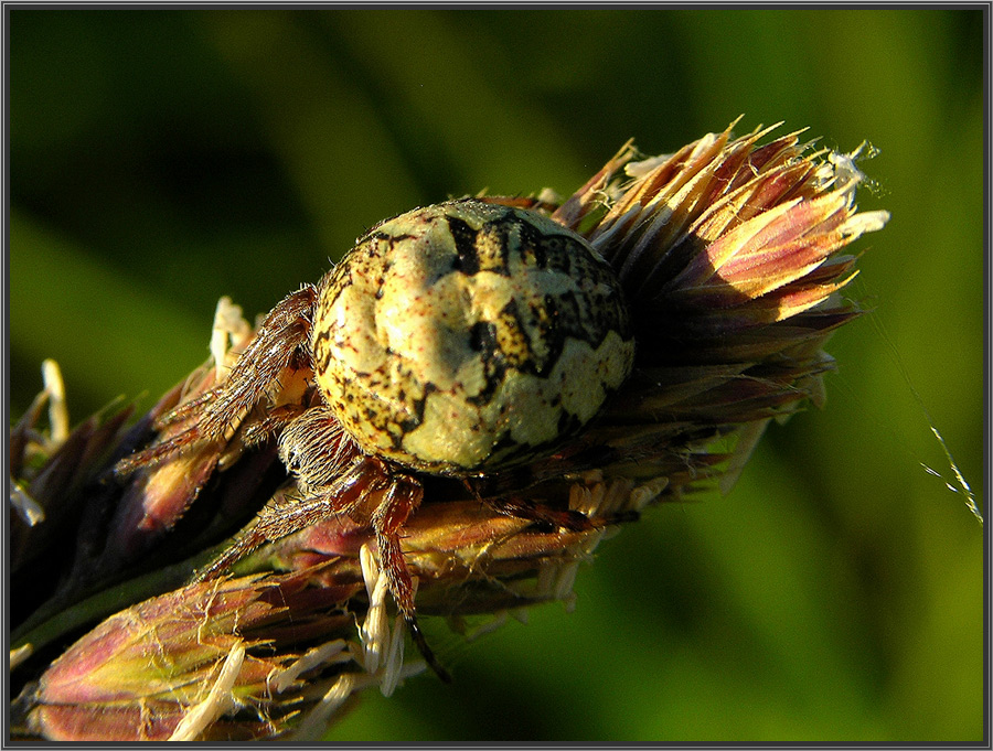 photo "***" tags: macro and close-up, 