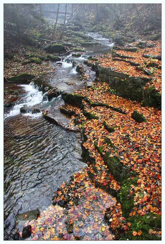 photo "***" tags: landscape, autumn, forest