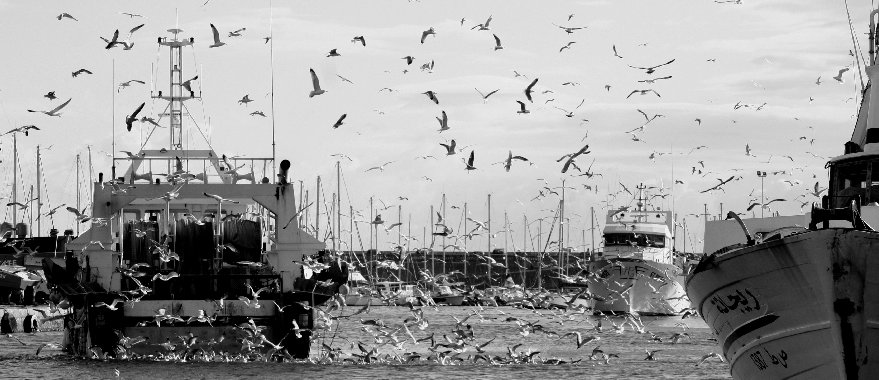 фото "invasion" метки: пейзаж, вода