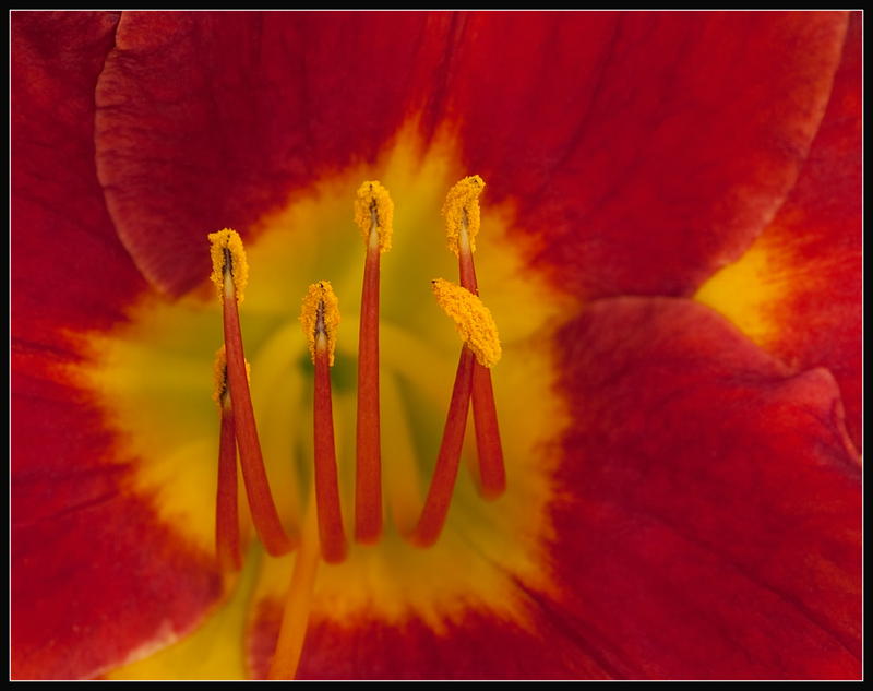 photo "***" tags: nature, flowers