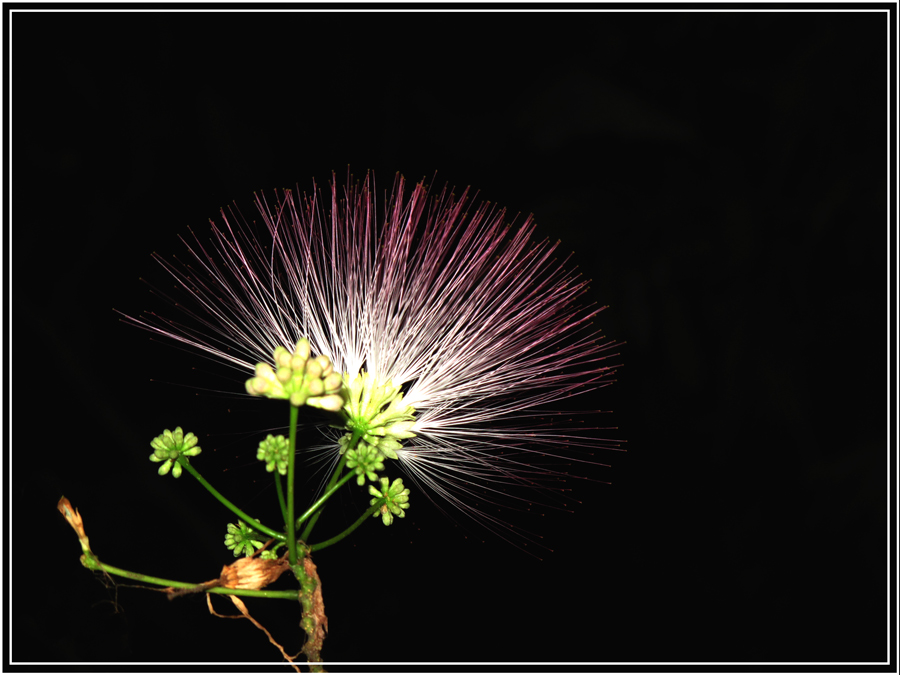 photo "***" tags: travel, nature, Asia, flowers