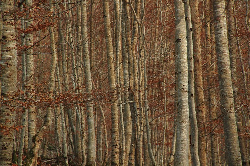 photo "bois" tags: landscape, forest