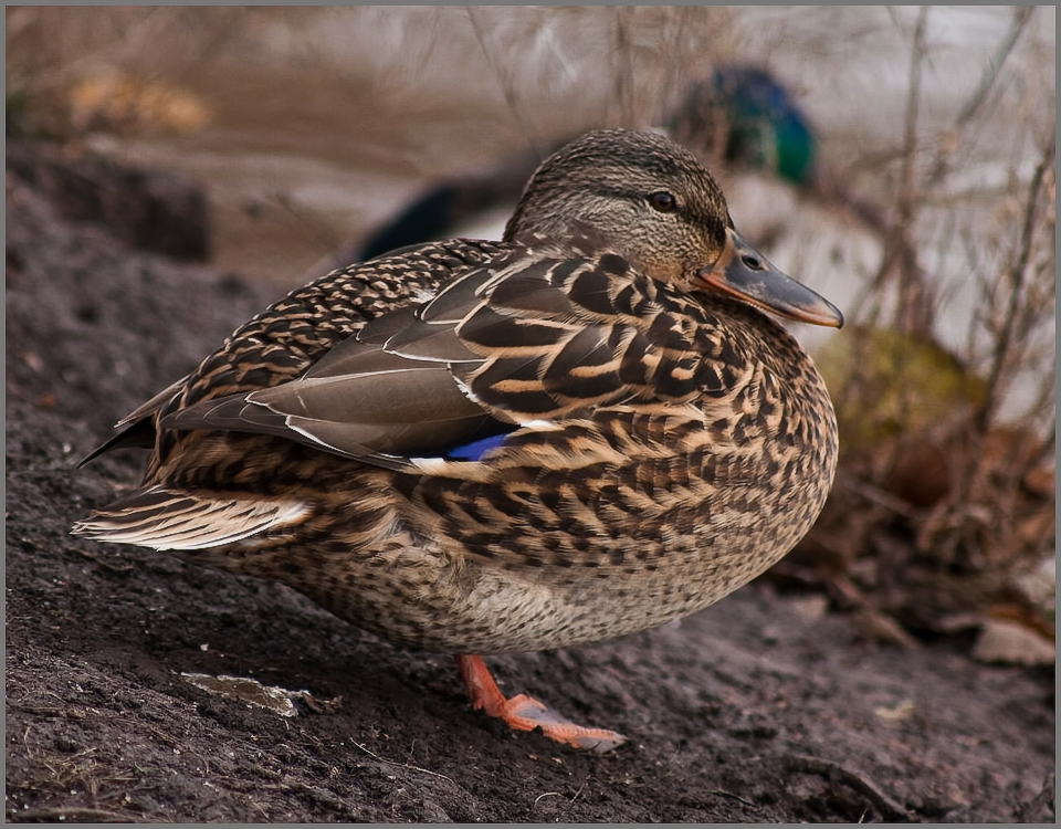 photo "***" tags: nature, wild animals