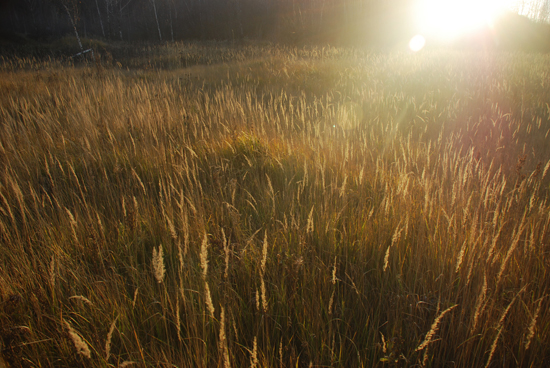 photo "***" tags: landscape, autumn