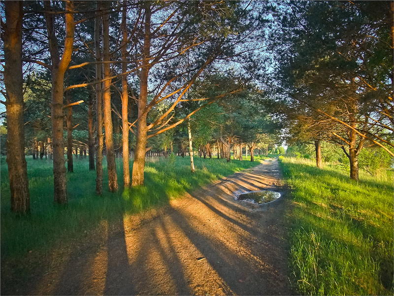 photo "***" tags: landscape, forest, summer