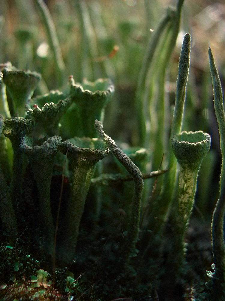 фото "Зелёная песня осени" метки: природа, макро и крупный план, цветы