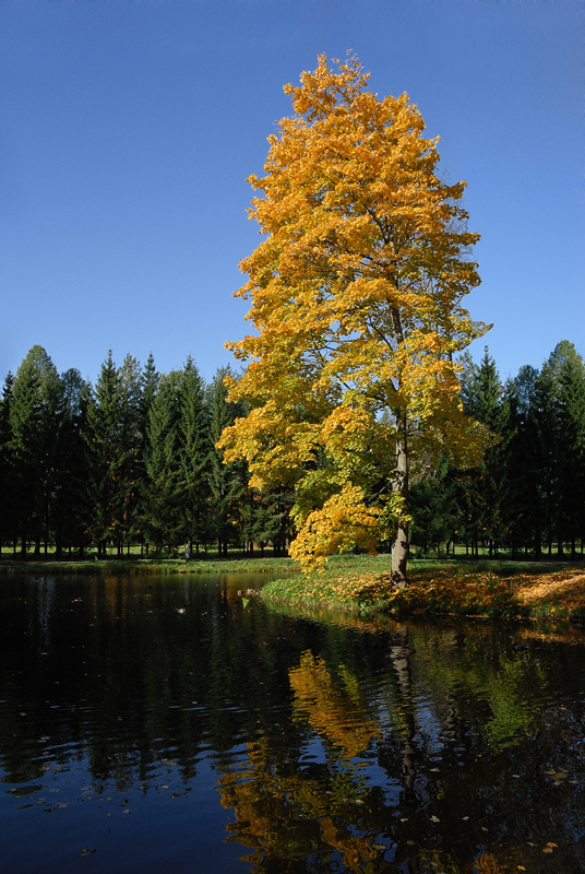 photo "***" tags: landscape, autumn, forest