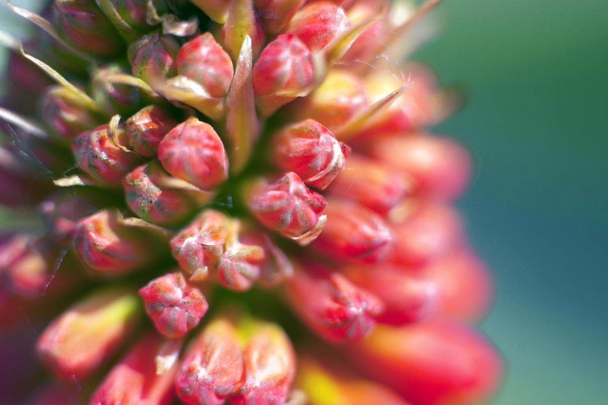 photo "our red dream" tags: nature, flowers