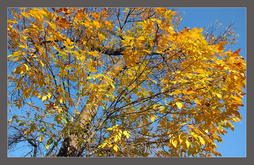 photo "Сolors of autumn" tags: landscape, autumn
