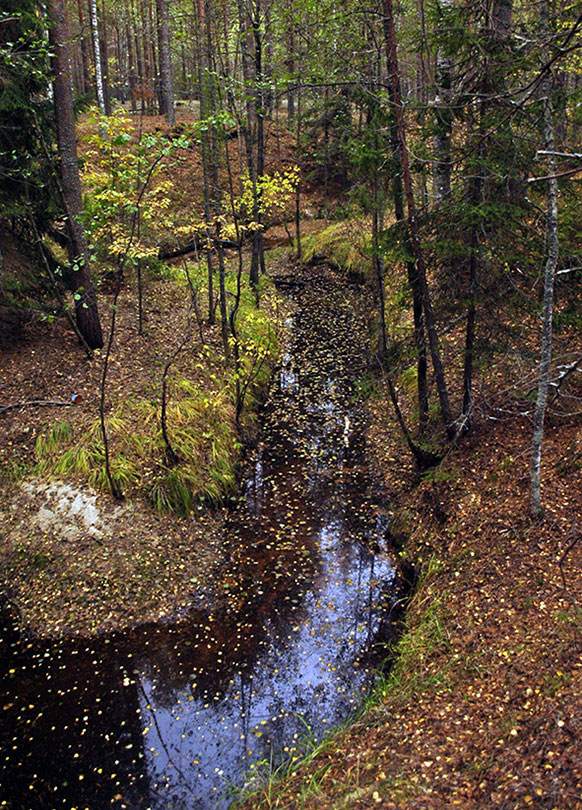 photo "***" tags: landscape, autumn, forest