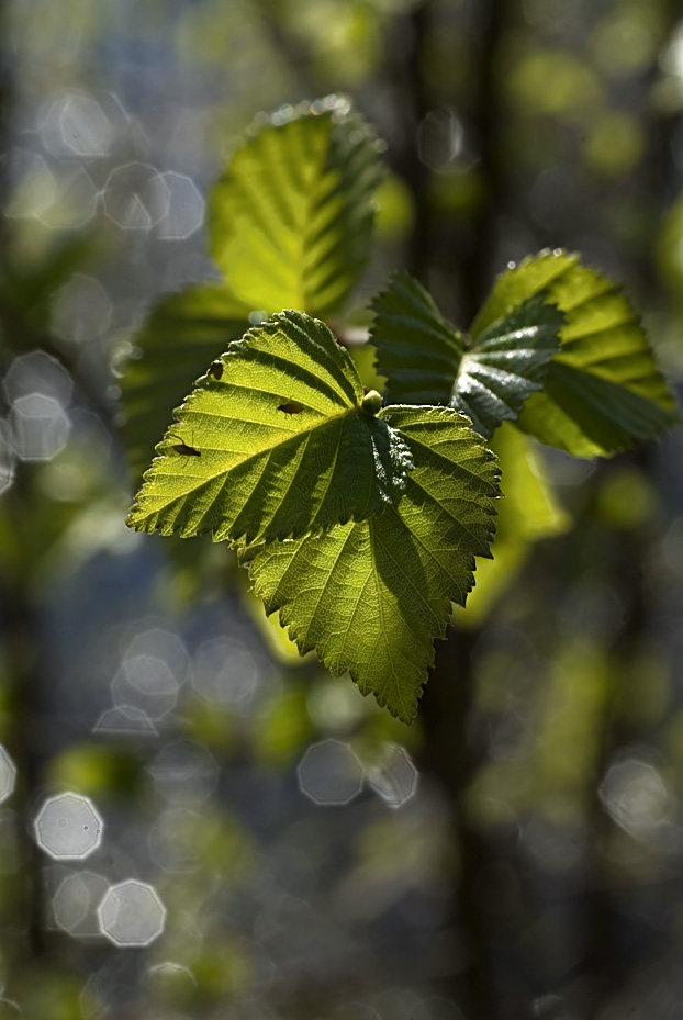 photo "Photo of spring" tags: nature, flowers, insect