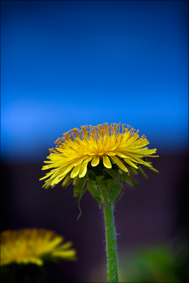 photo "Oduvan" tags: nature, macro and close-up, flowers