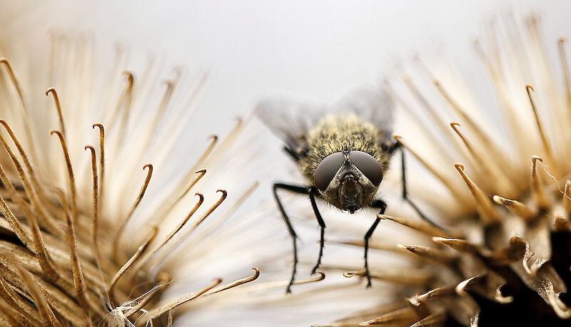 photo "***" tags: nature, insect