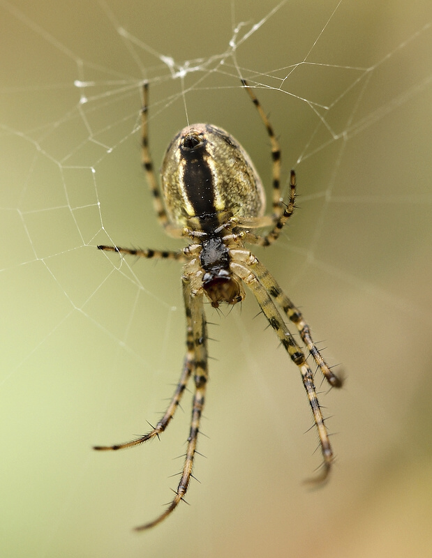 photo "***" tags: nature, insect