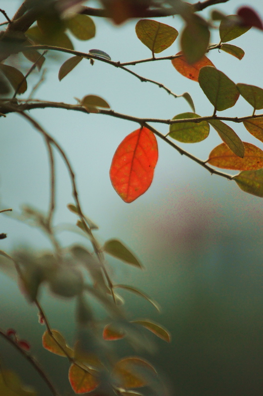 photo "Red" tags: landscape, nature, autumn, flowers
