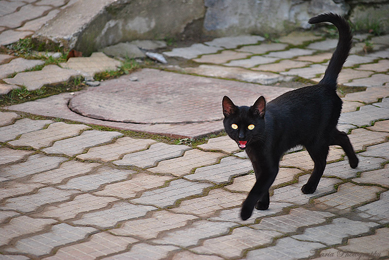 photo "Black Cat" tags: nature, pets/farm animals