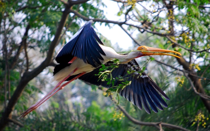 photo "flight to home" tags: nature, travel, Asia, pets/farm animals