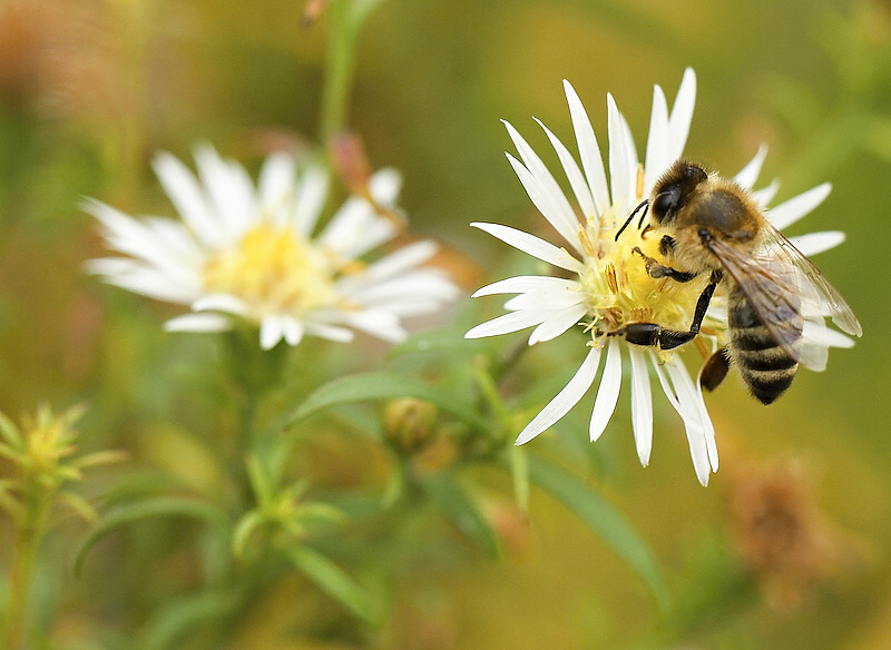 photo "***" tags: nature, insect