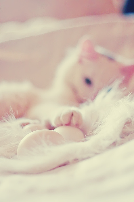 photo "***" tags: nature, genre, pets/farm animals