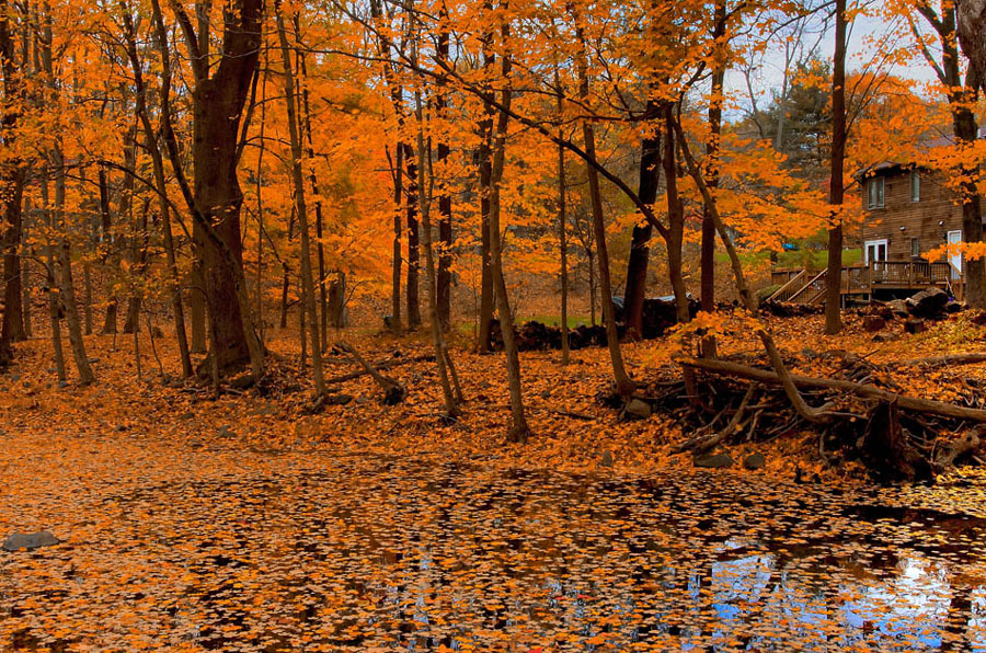 photo "Осень на даче" tags: landscape, autumn
