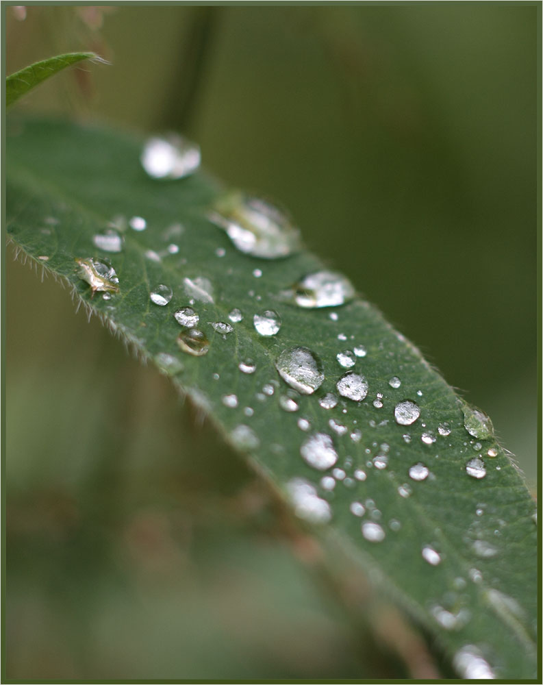 photo "Dimond placer" tags: macro and close-up, nature, 