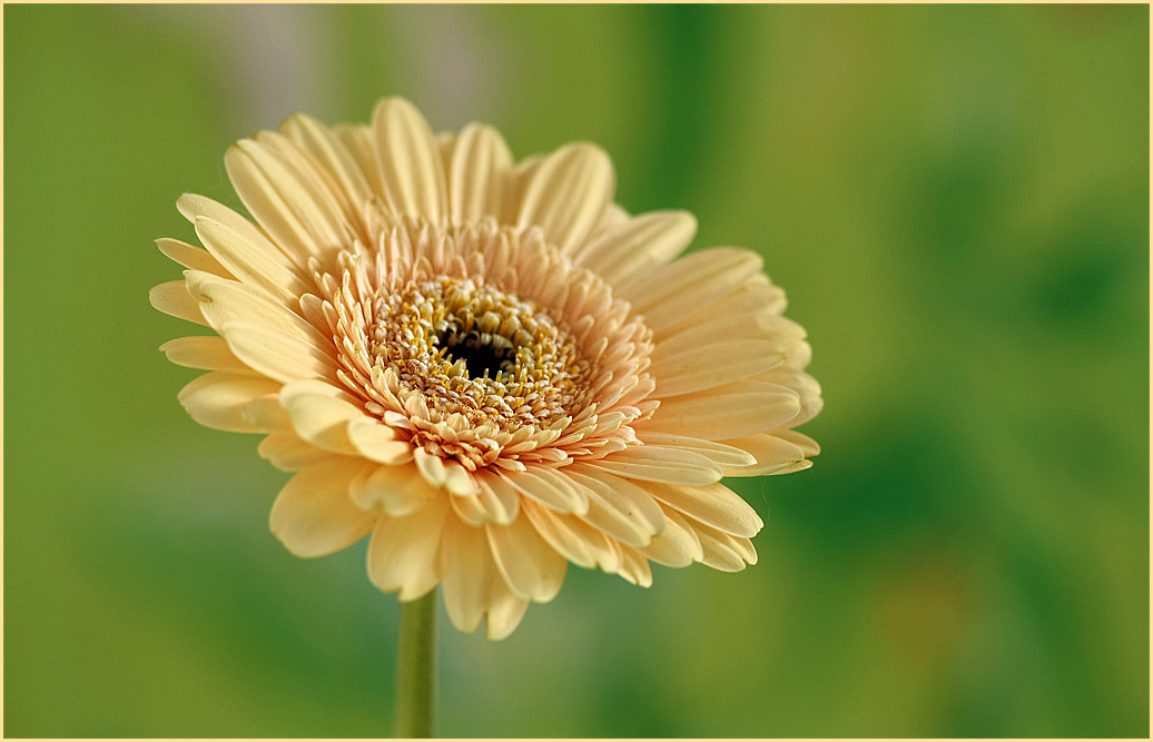 photo "*" tags: nature, flowers