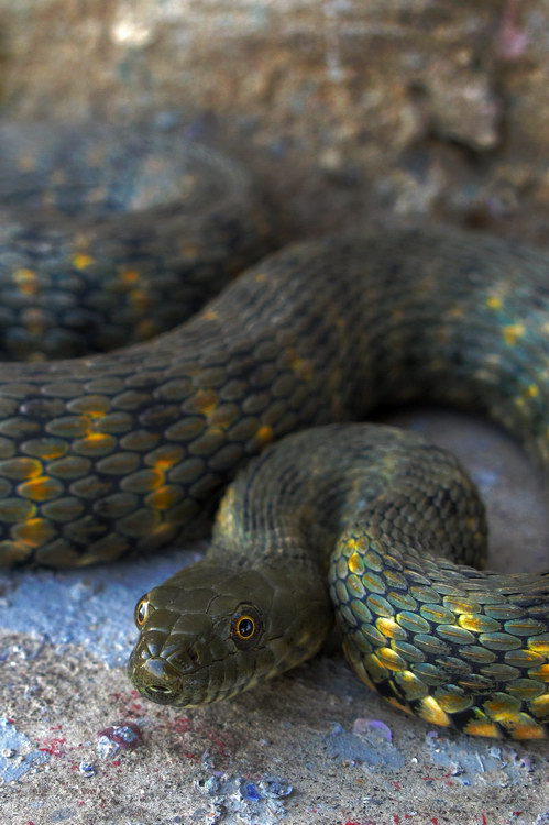 photo "Snake" tags: nature, wild animals