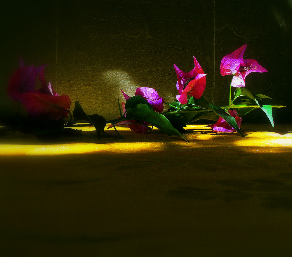 photo "***" tags: fragment, 