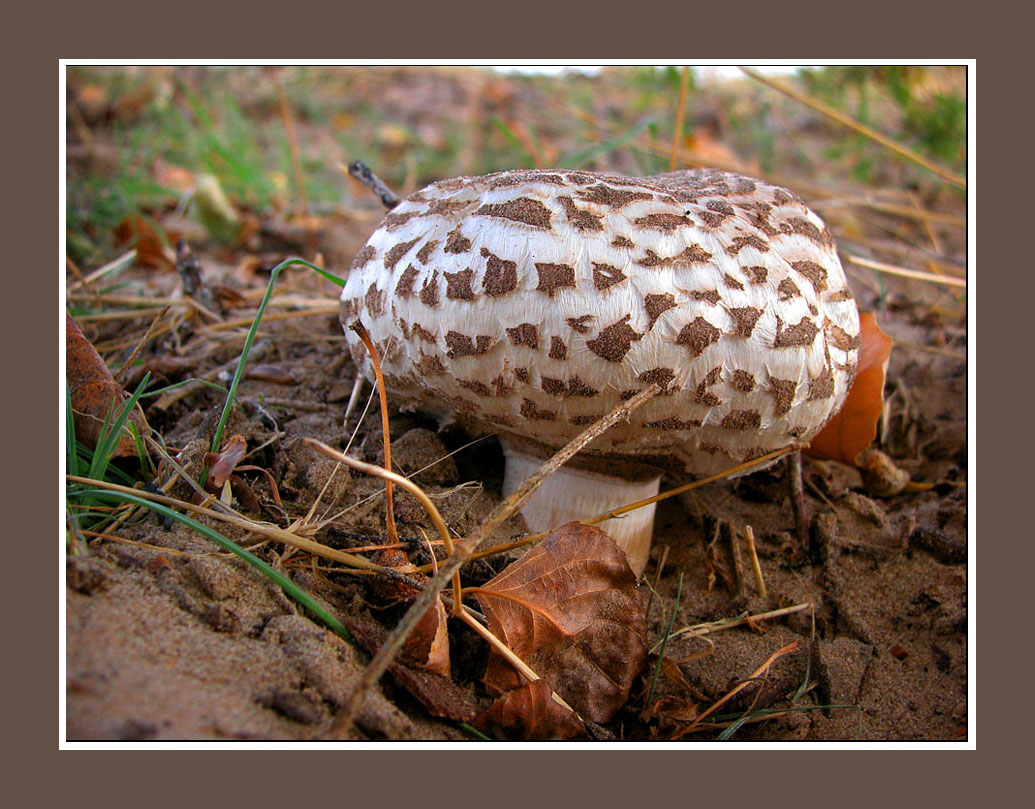 photo "The last surprise fall" tags: nature, macro and close-up, 