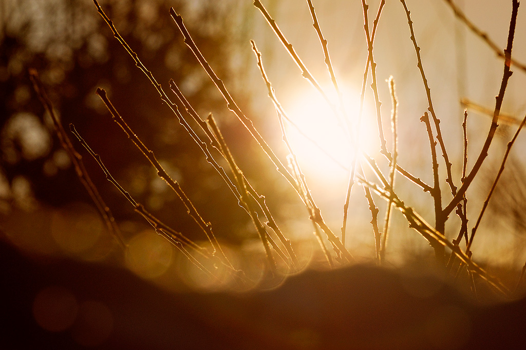 фото "Солнышко сквозь ветви" метки: пейзаж, зима