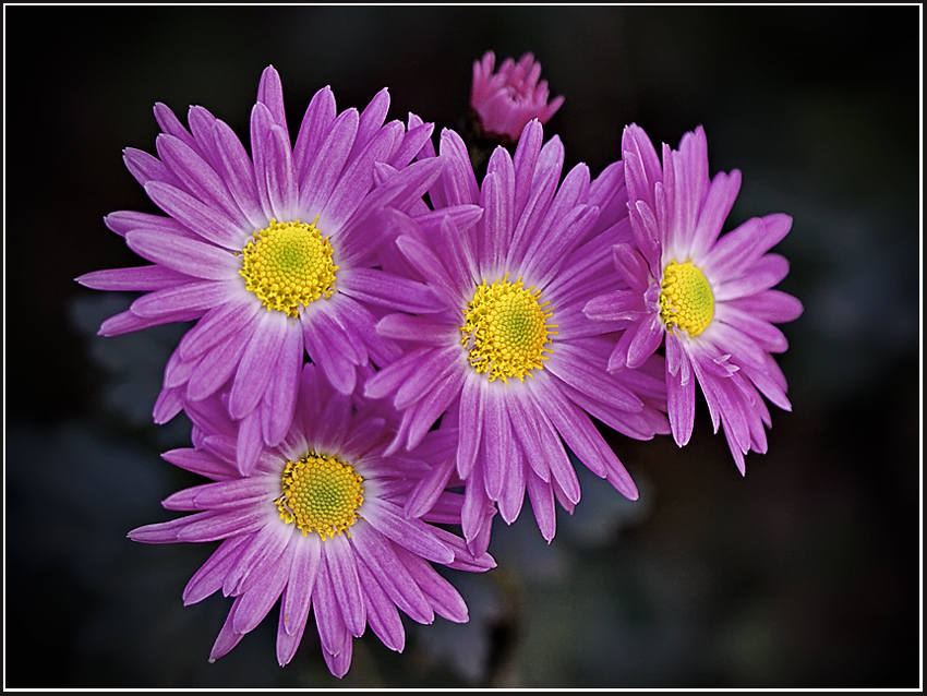 photo "***" tags: nature, macro and close-up, flowers