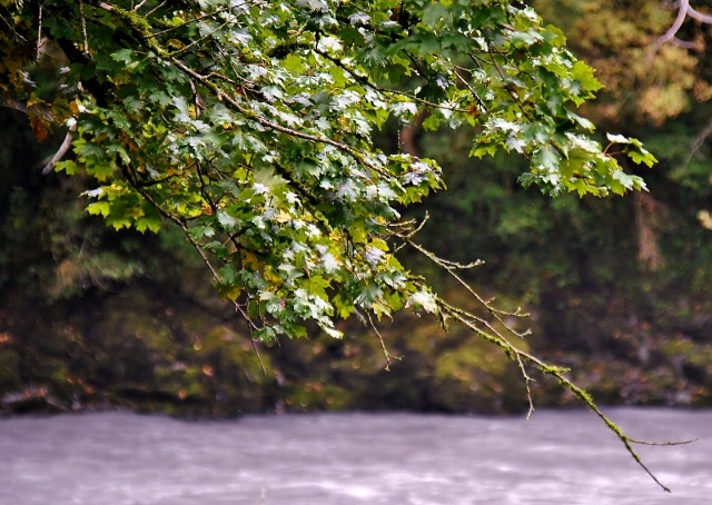 photo "***" tags: landscape, forest