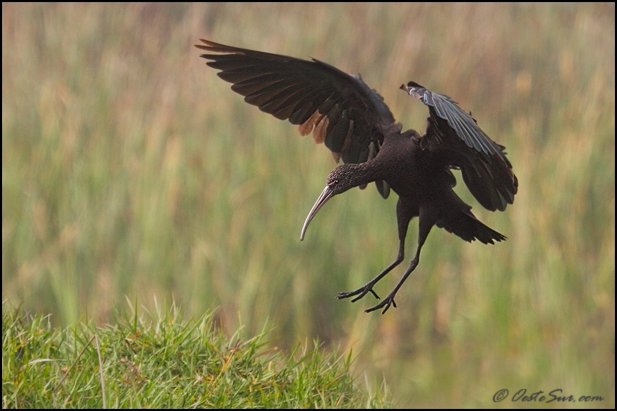 photo "landing" tags: nature, wild animals