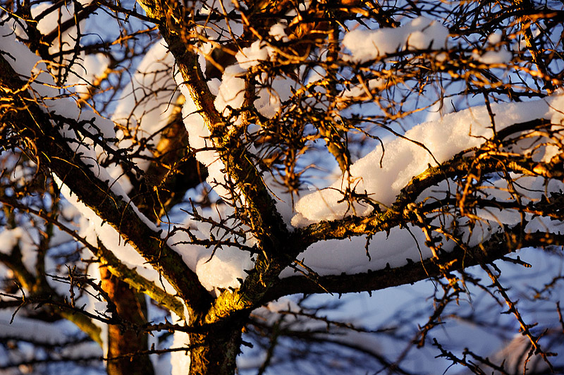 фото "Дерево в снегу" метки: пейзаж, природа, зима, цветы
