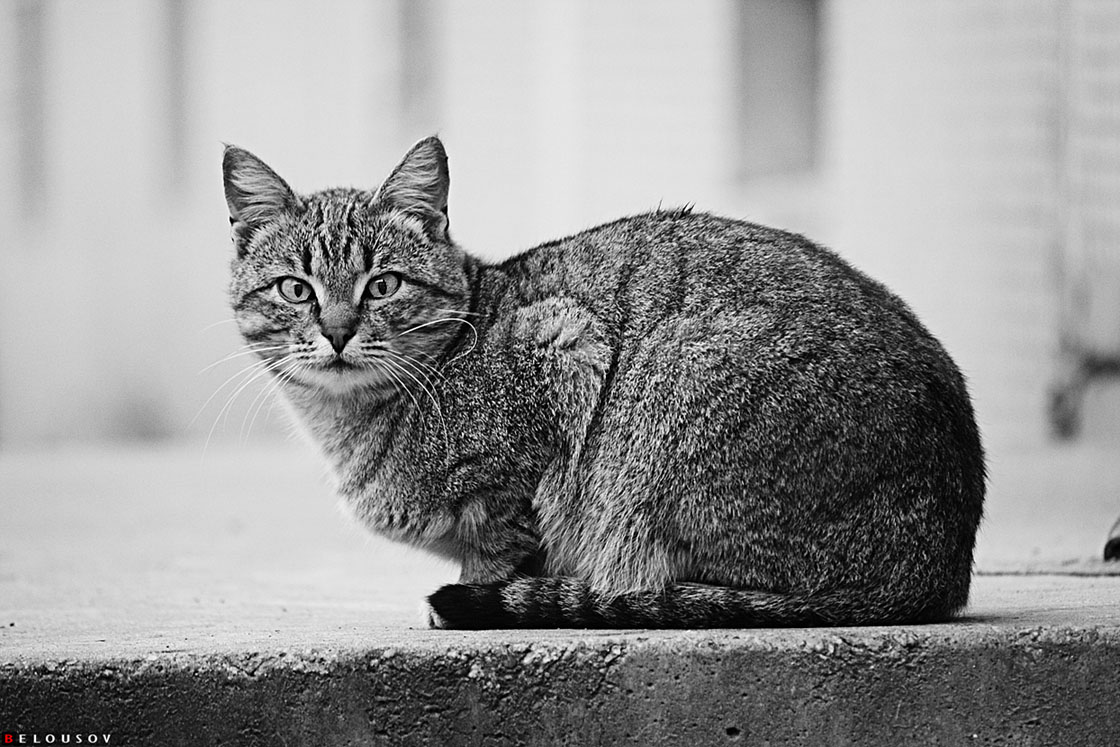photo "Look At Me" tags: black&white, nature, pets/farm animals