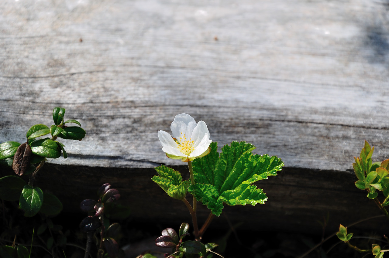 фото "Rubus chamaemorus 01" метки: природа, цветы