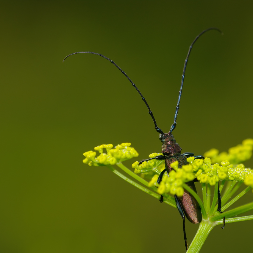 photo "***" tags: nature, insect