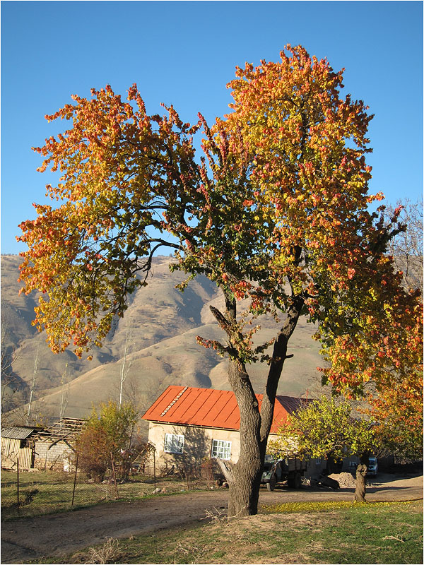 photo "Autumn in the Mountains" tags: landscape, autumn