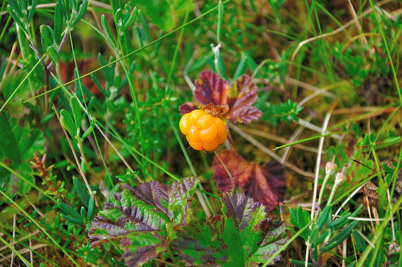 фото "Rubus chamaemorus 02" метки: природа, макро и крупный план, цветы