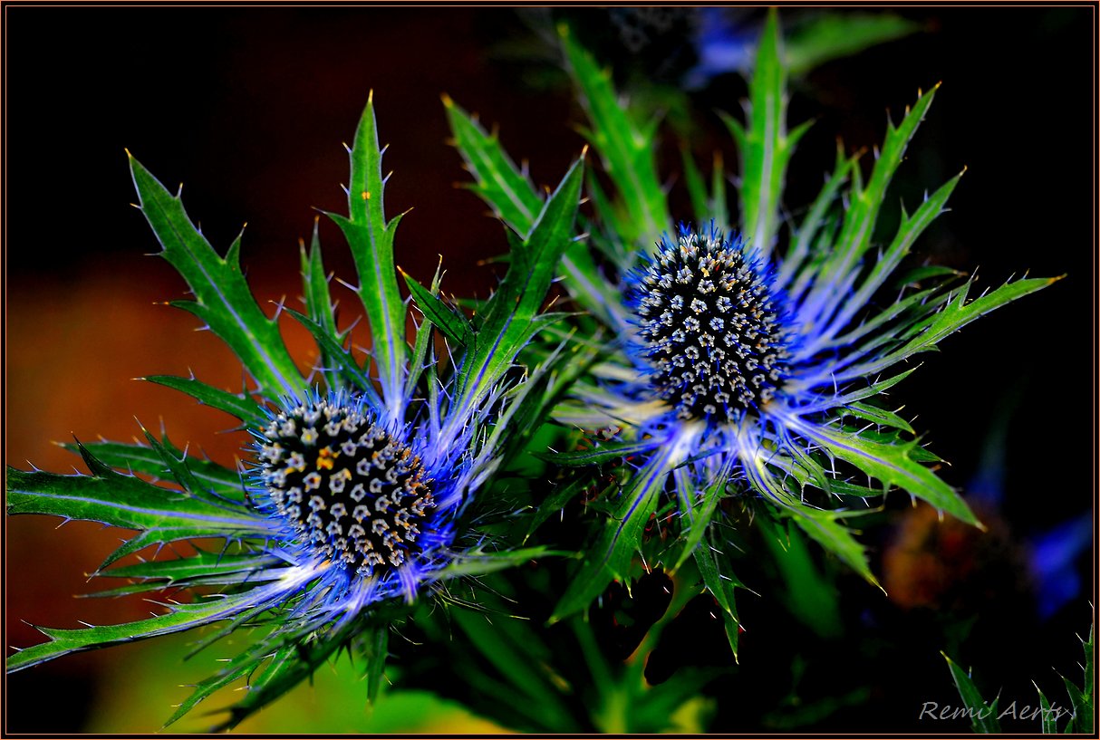 photo "***" tags: nature, macro and close-up, flowers