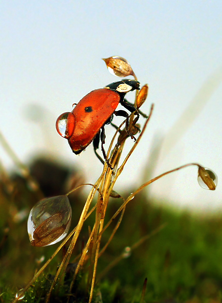 photo "макро божья коровка" tags: macro and close-up, nature, insect