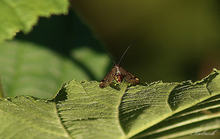 photo "***" tags: nature, insect