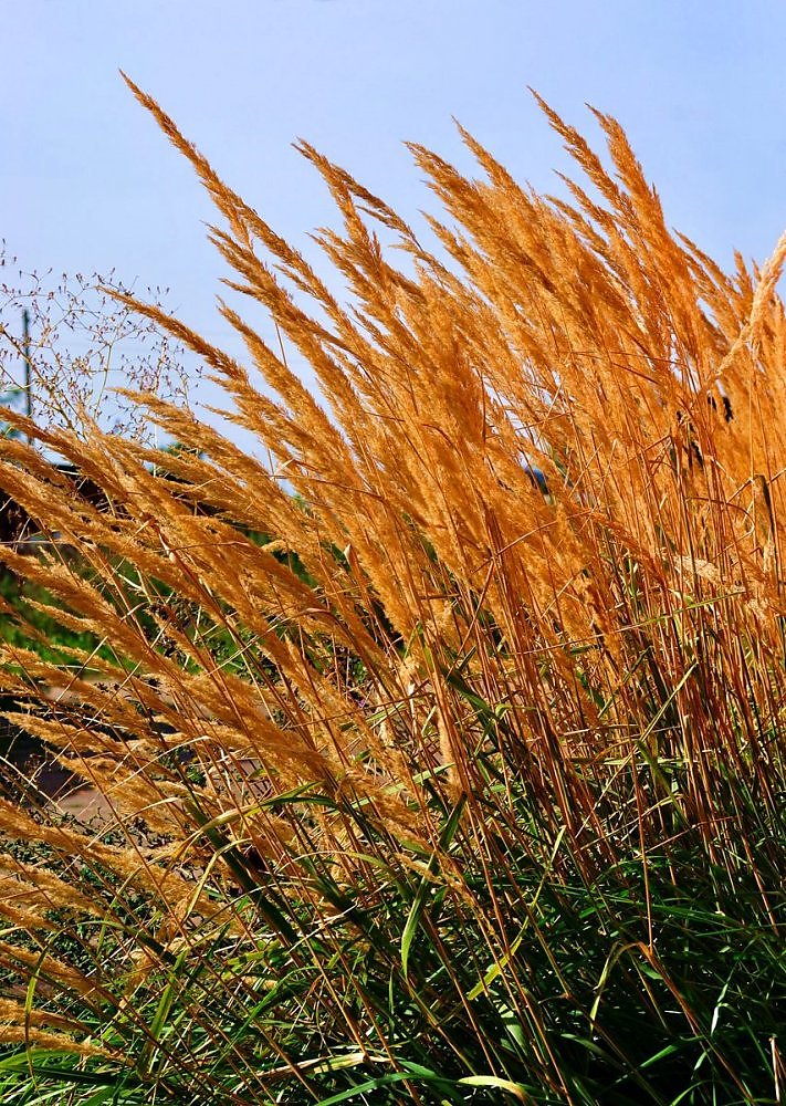 photo "***" tags: landscape, autumn