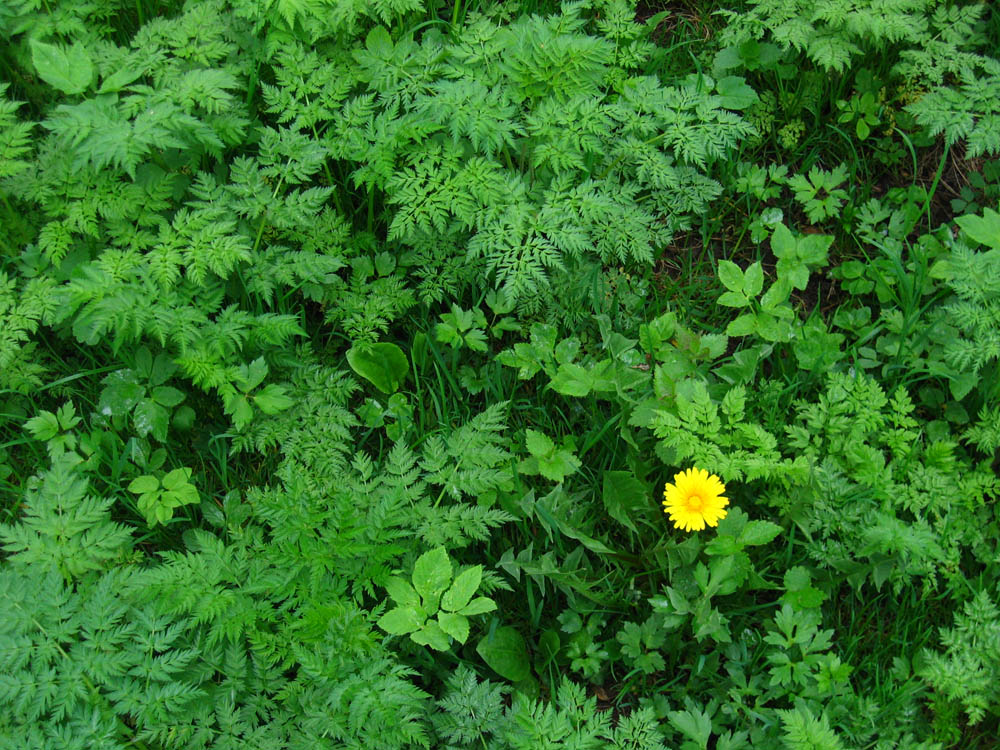 photo "***" tags: nature, fragment, flowers