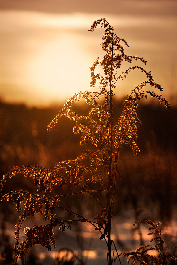 photo "In the Field" tags: landscape, nature, flowers, winter